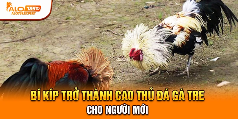 Bí kíp trở thành cao thủ đá gà tre cho người mới