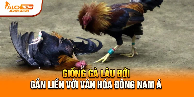 Giống gà lâu đời, gắn liền với văn hóa Đông Nam Á