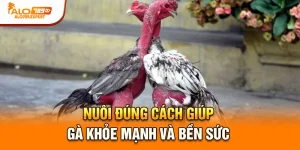 Nuôi đúng cách giúp gà khỏe mạnh và bền sức