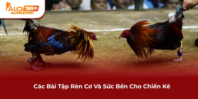 Các bài tập rèn cơ và sức bền cho chiến kê