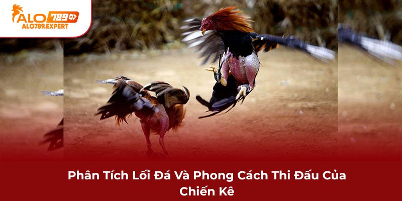 Phân tích lối đá và phong cách thi đấu của chiến kê
